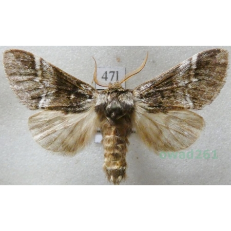 Drymonia dodonaea (Denis & Schiffermüller, 1775) male Dąbrówka dodona Czech47l